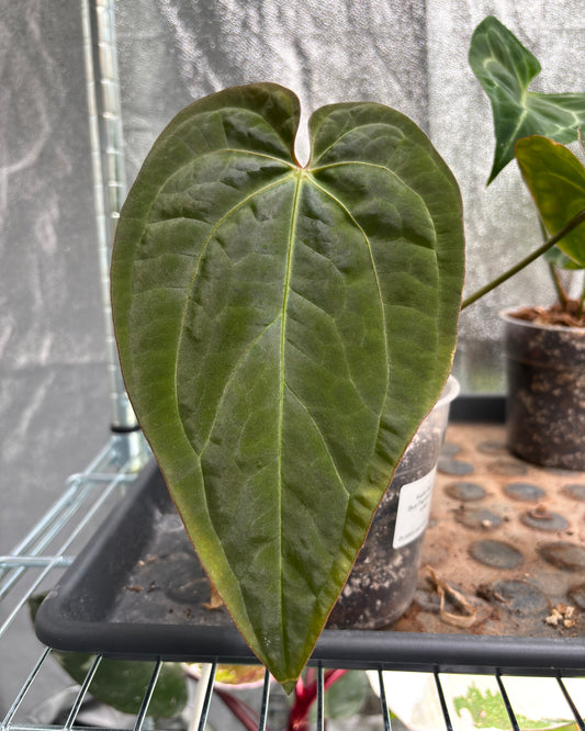 Anthurium Blue Papillilaminum - PLANTS WITH BENEFITS