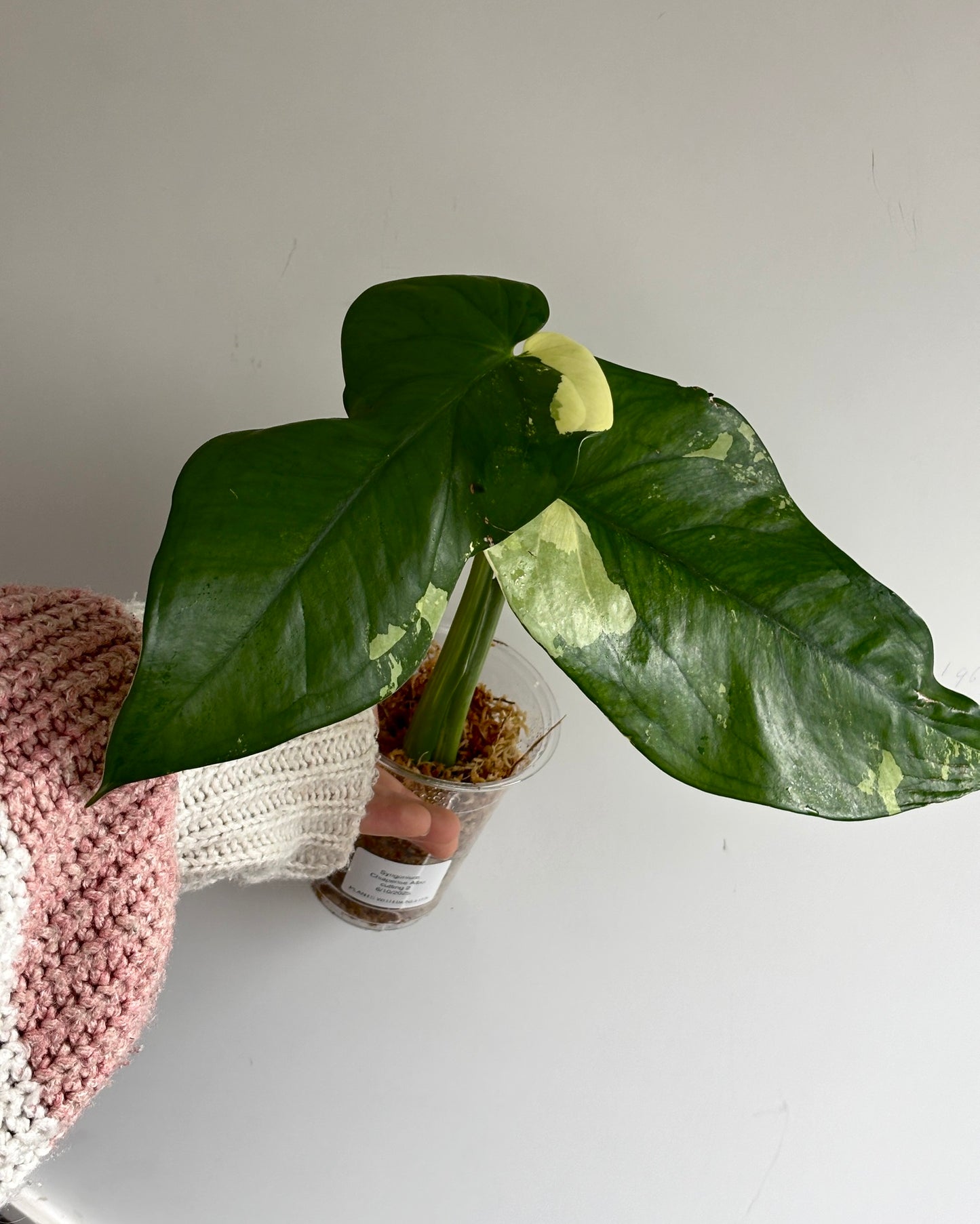 Syngonium Chiapense Albo - PLANTS WITH BENEFITS