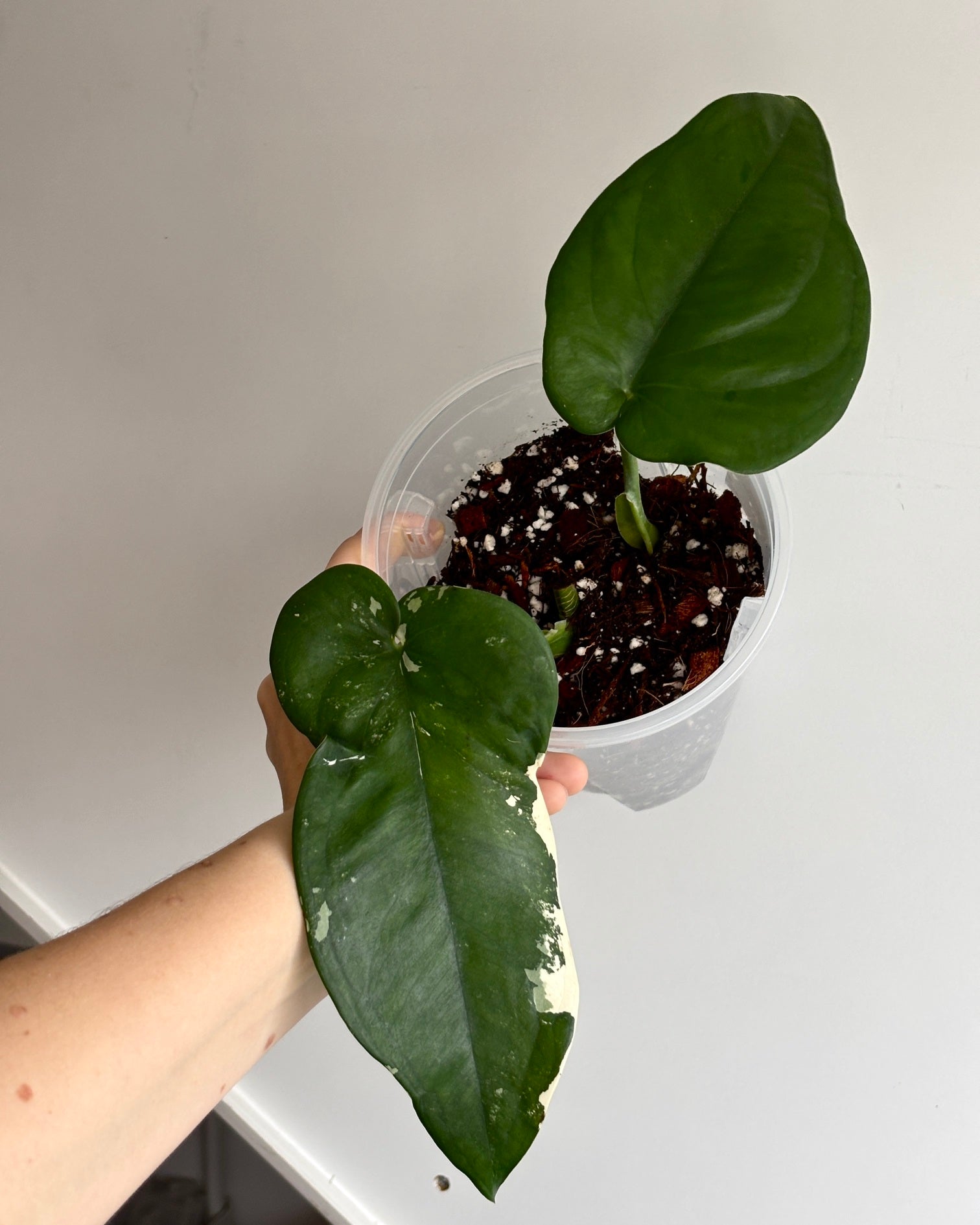 Syngonium Chiapense Albo - PLANTS WITH BENEFITS