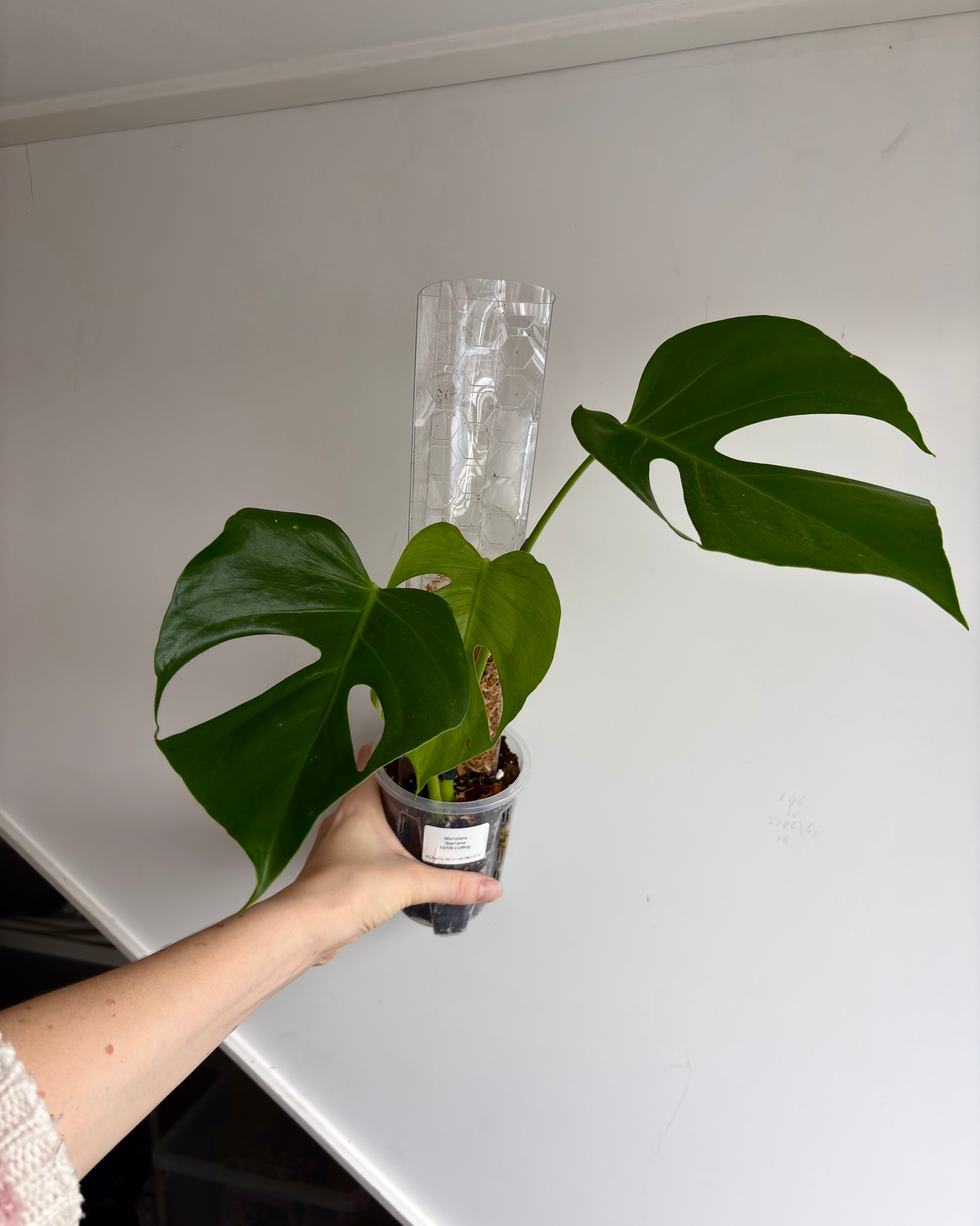 Monstera Sierrana - PLANTS WITH BENEFITS