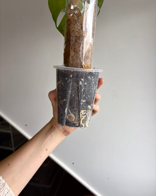 Monstera Sierrana - PLANTS WITH BENEFITS