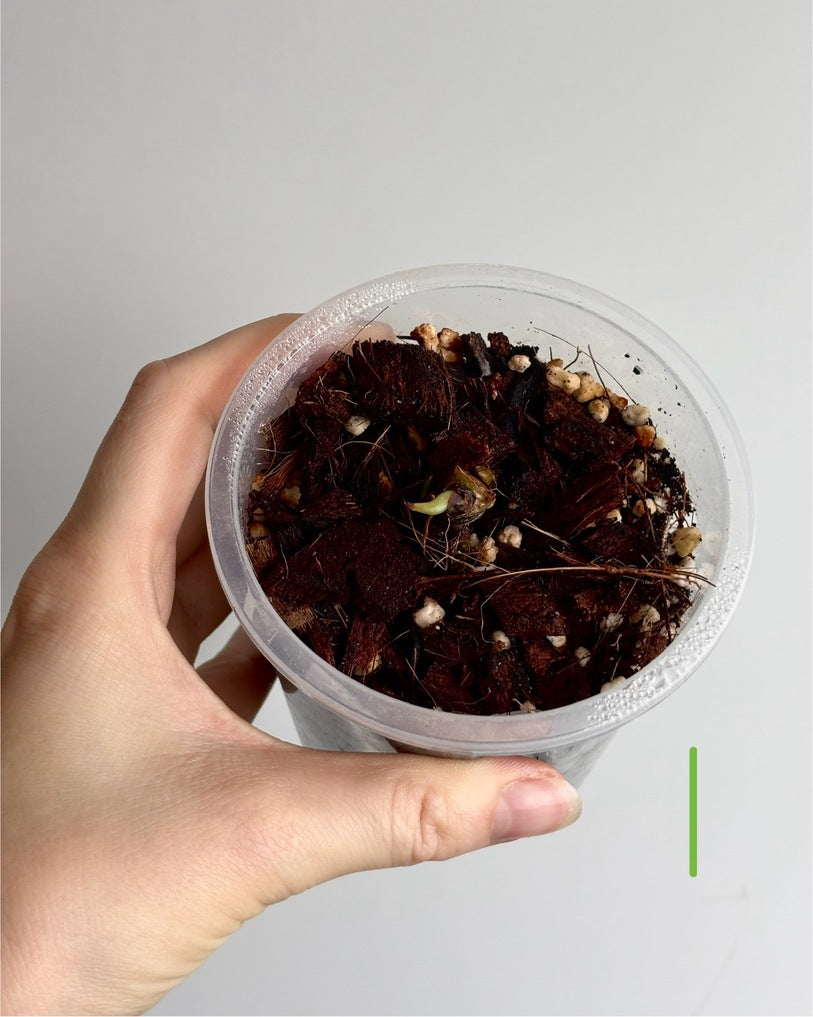 Anthurium Pure Papillilaminum - PLANTS WITH BENEFITS