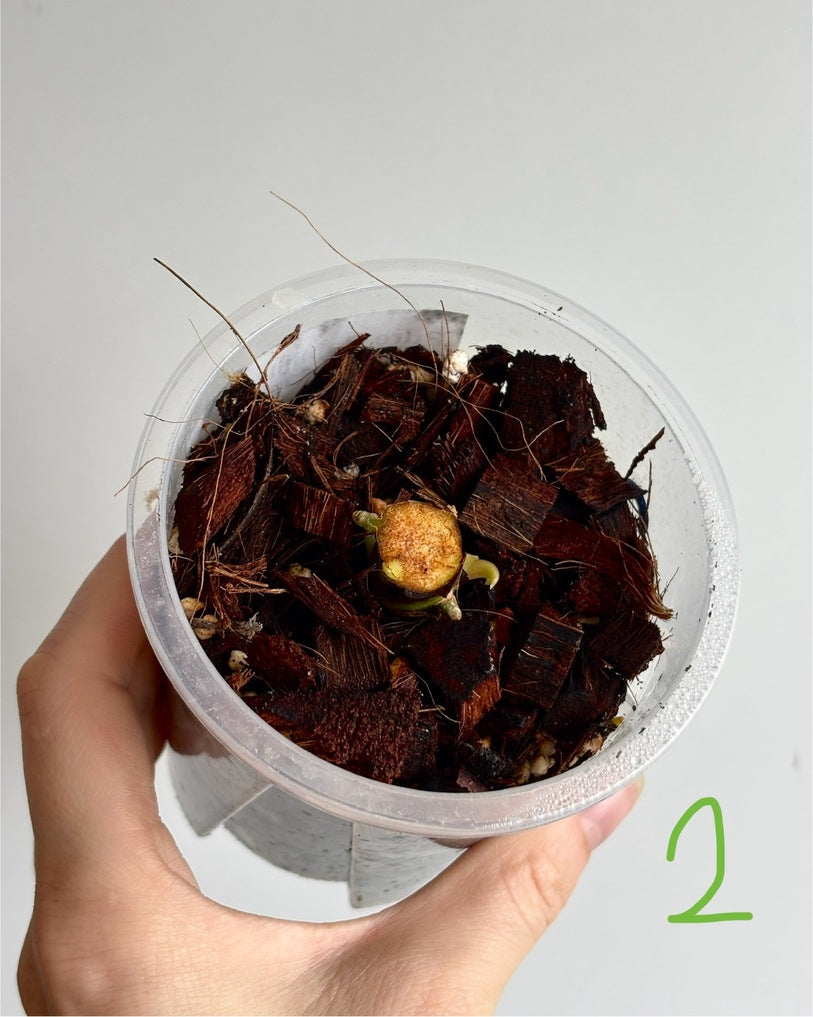 Anthurium Pure Papillilaminum - PLANTS WITH BENEFITS