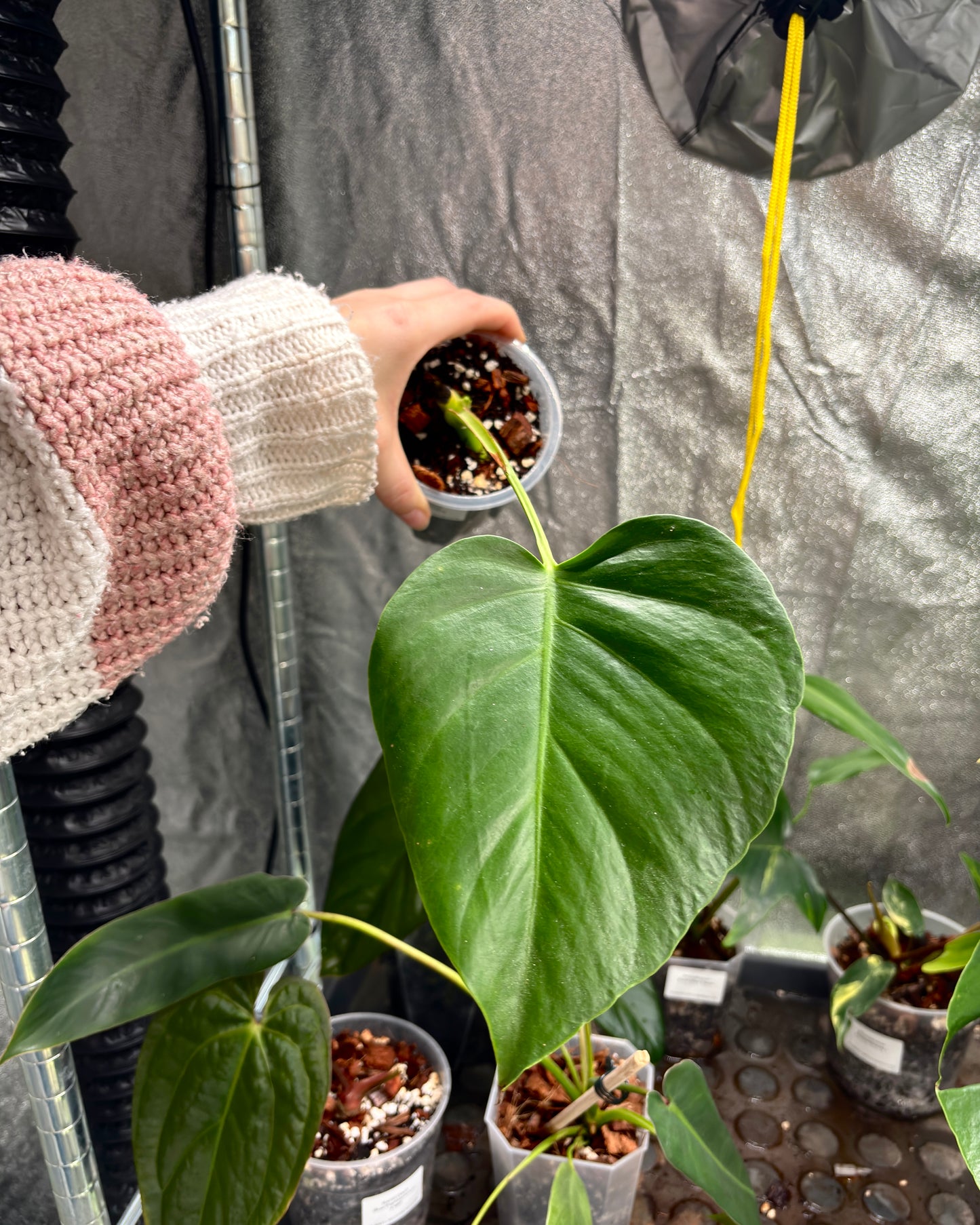 Monstera Sierrana - PLANTS WITH BENEFITS