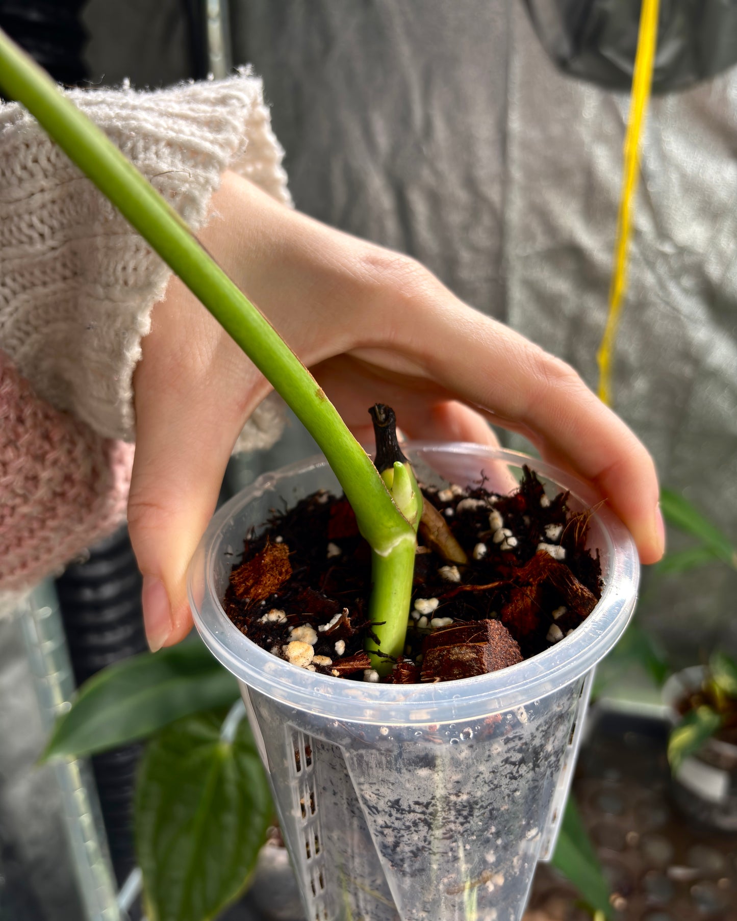 Monstera Sierrana - PLANTS WITH BENEFITS