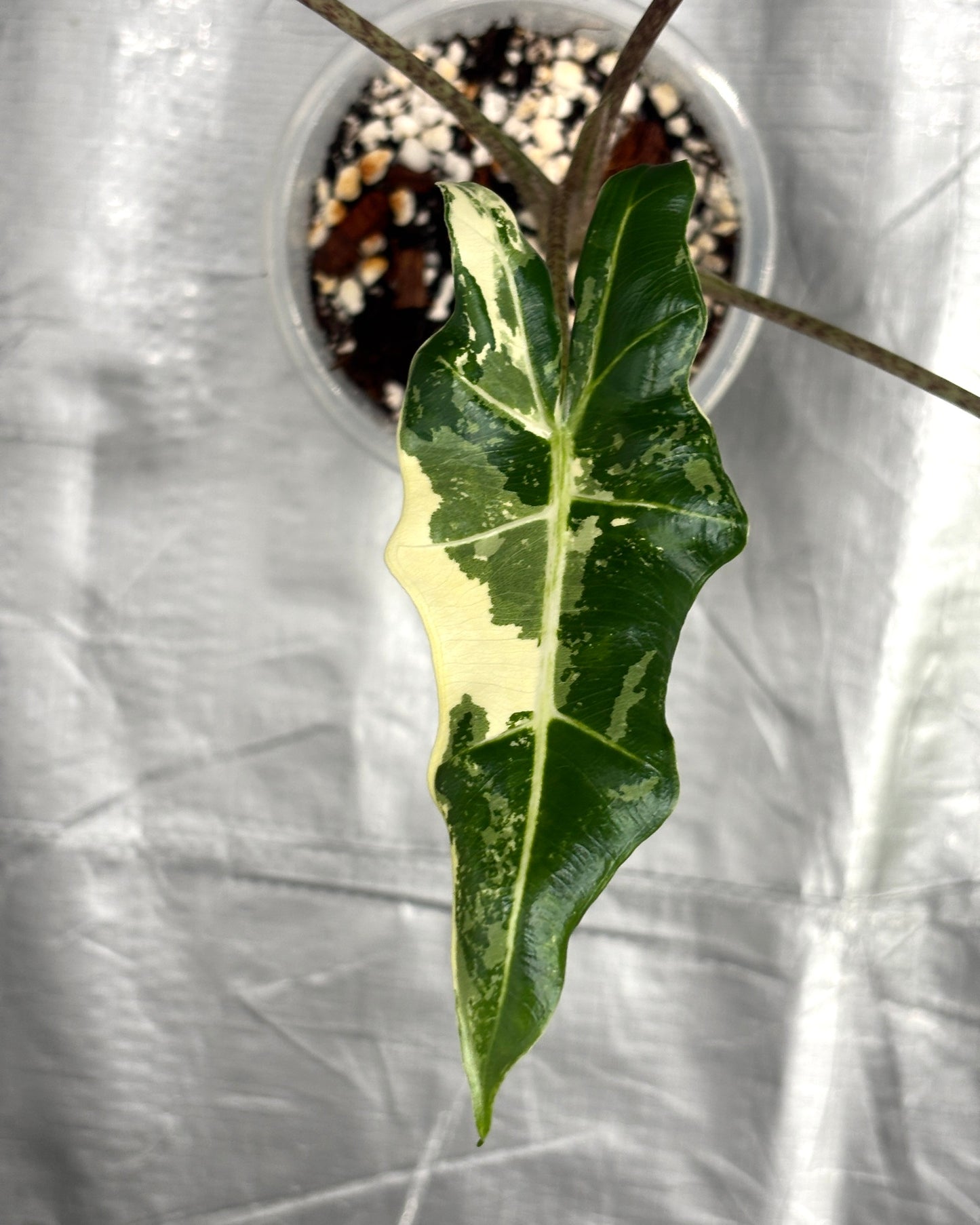 Alocasia Sarian Albo