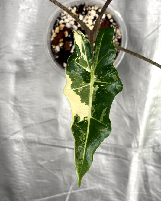 Alocasia Sarian Albo