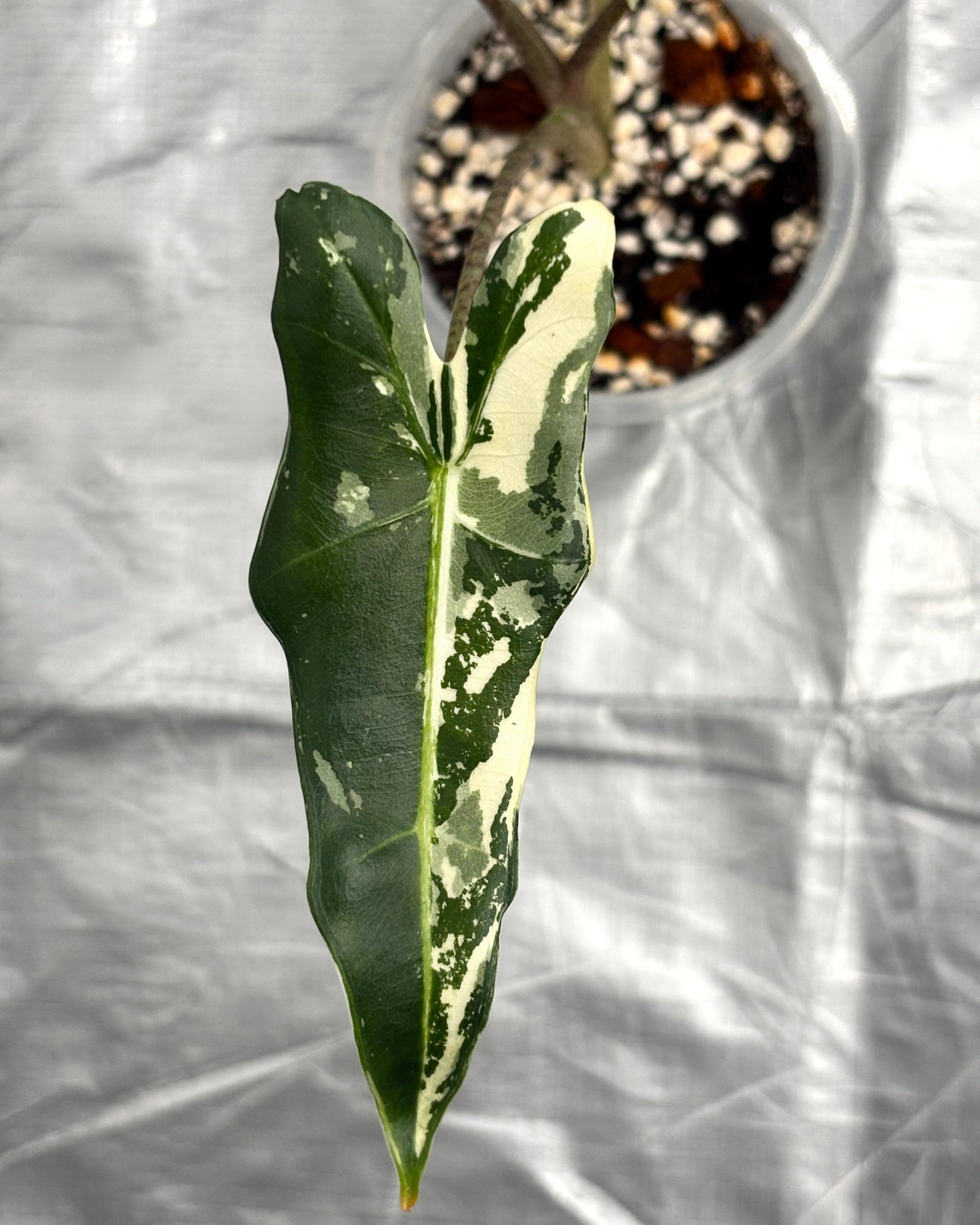 Alocasia Sarian Albo