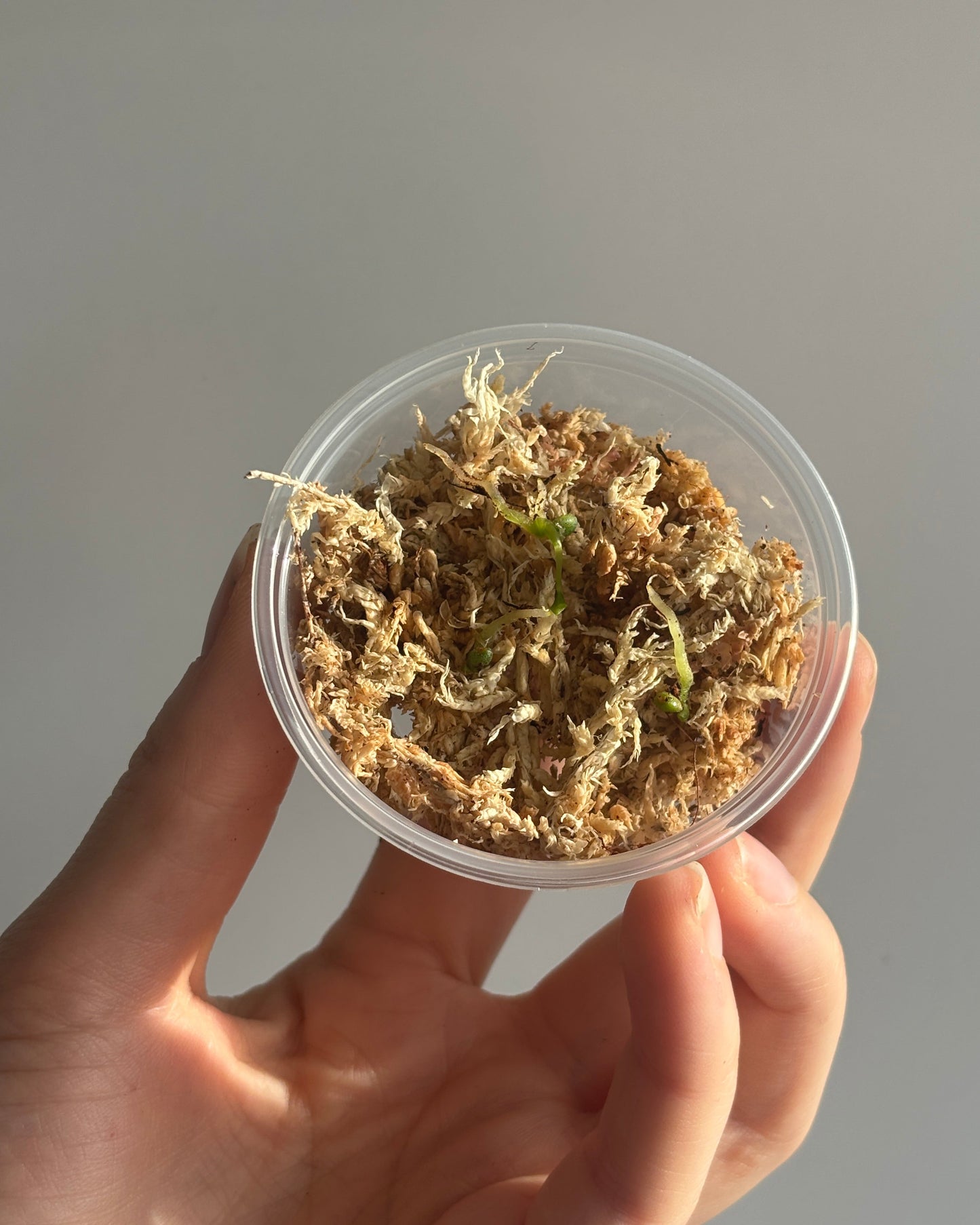 Anthurium Velvet Mask x Magnificum