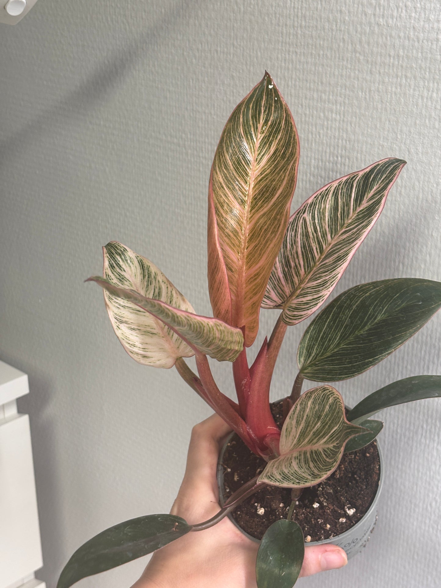 Philodendron Birkin 'Pink Bikini' - PLANTS WITH BENEFITS