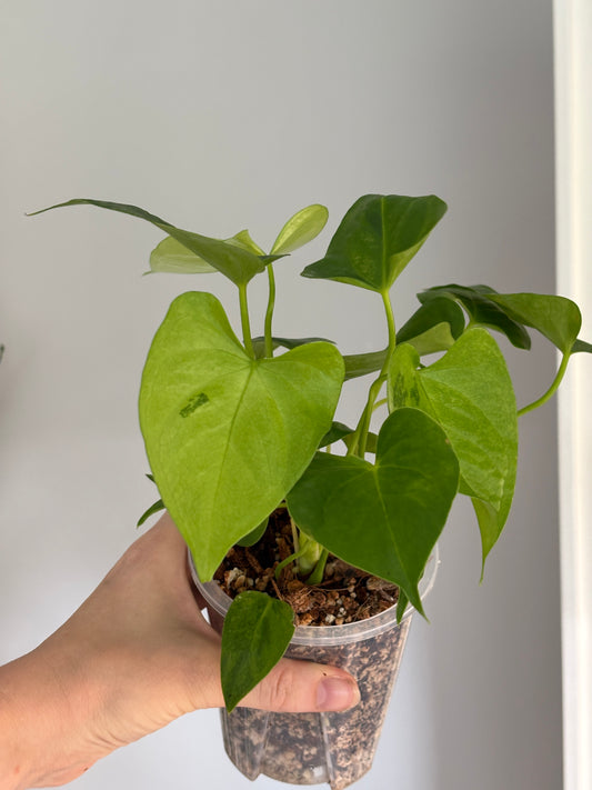 Anthurium Capirhina Variegated - PLANTS WITH BENEFITS