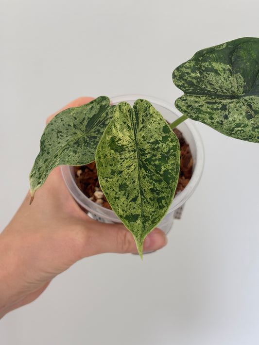 Alocasia Dragon Scale Albo - PLANTS WITH BENEFITS