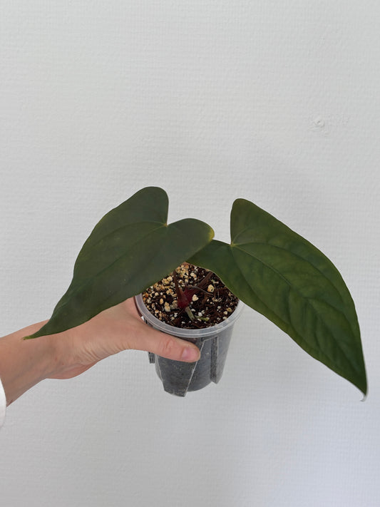 Anthurium Papillilaminum 'Ree Gardens' x sp. Napo - PLANTS WITH BENEFITS