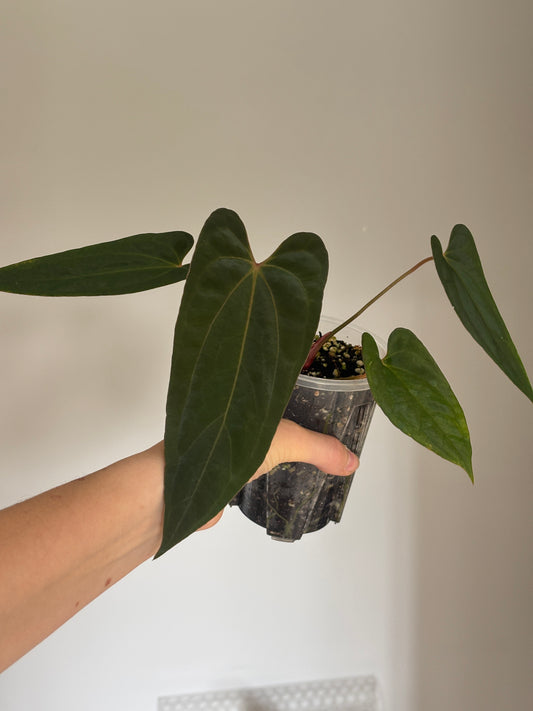 Anthurium Blue Papillilaminum x Red Vein Dark Phoenix (RVDP) - PLANTS WITH BENEFITS