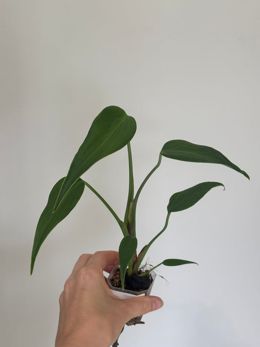 Monstera Burle Marx Flame - PLANTS WITH BENEFITS
