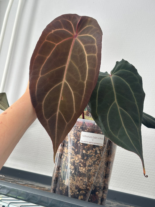 Anthurium Dark & Handsome® '9' X Red Velvet Cake® '24' by DocBlock - PLANTS WITH BENEFITS
