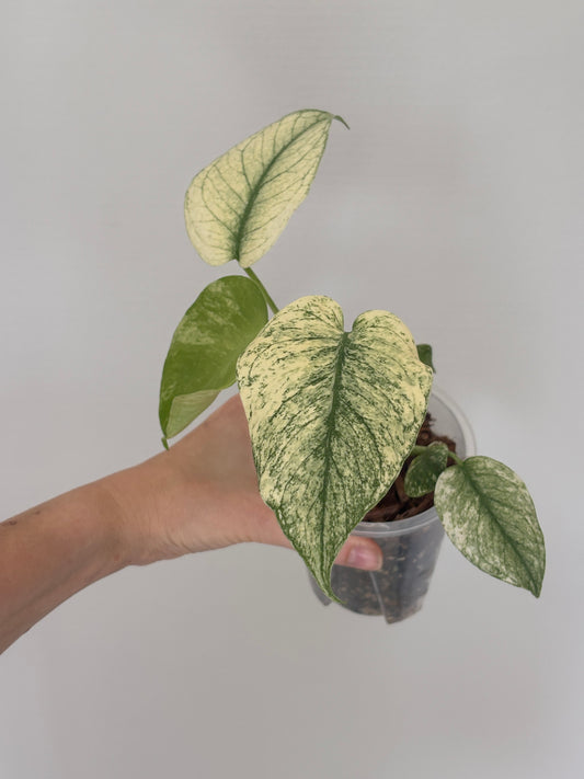 Monstera Mint - PLANTS WITH BENEFITS