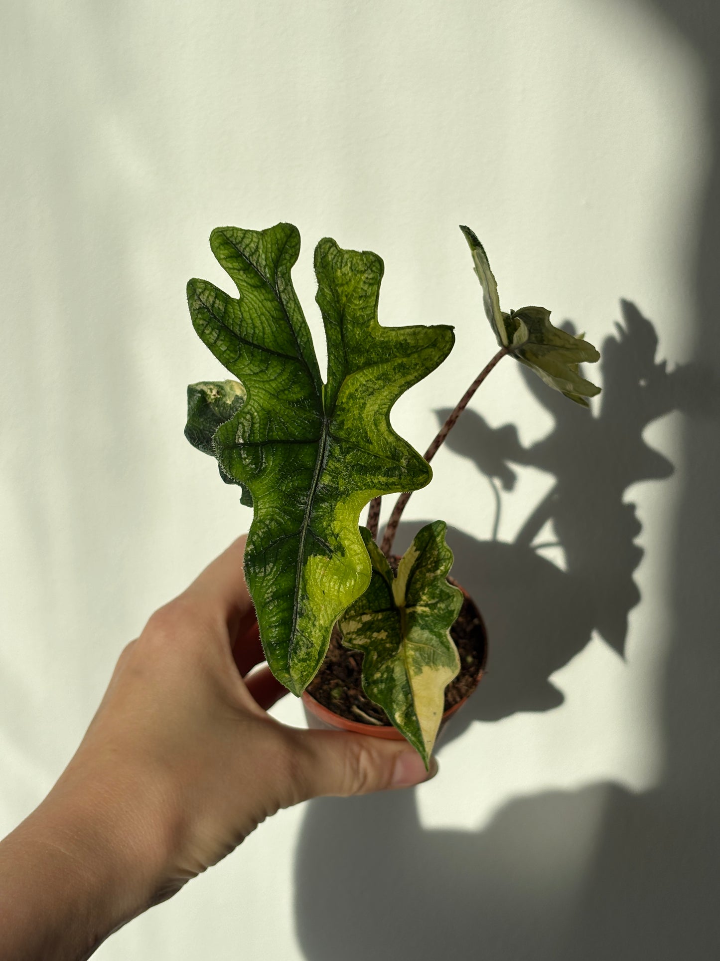 Alocasia Tandurusa Aurea - PLANTS WITH BENEFITS