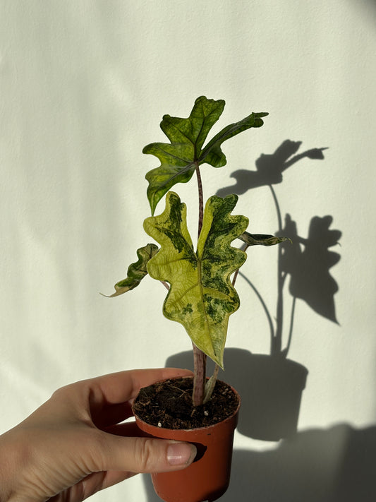 Alocasia Tandurusa Aurea - PLANTS WITH BENEFITS
