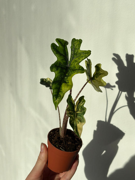 Alocasia Tandurusa Aurea - PLANTS WITH BENEFITS