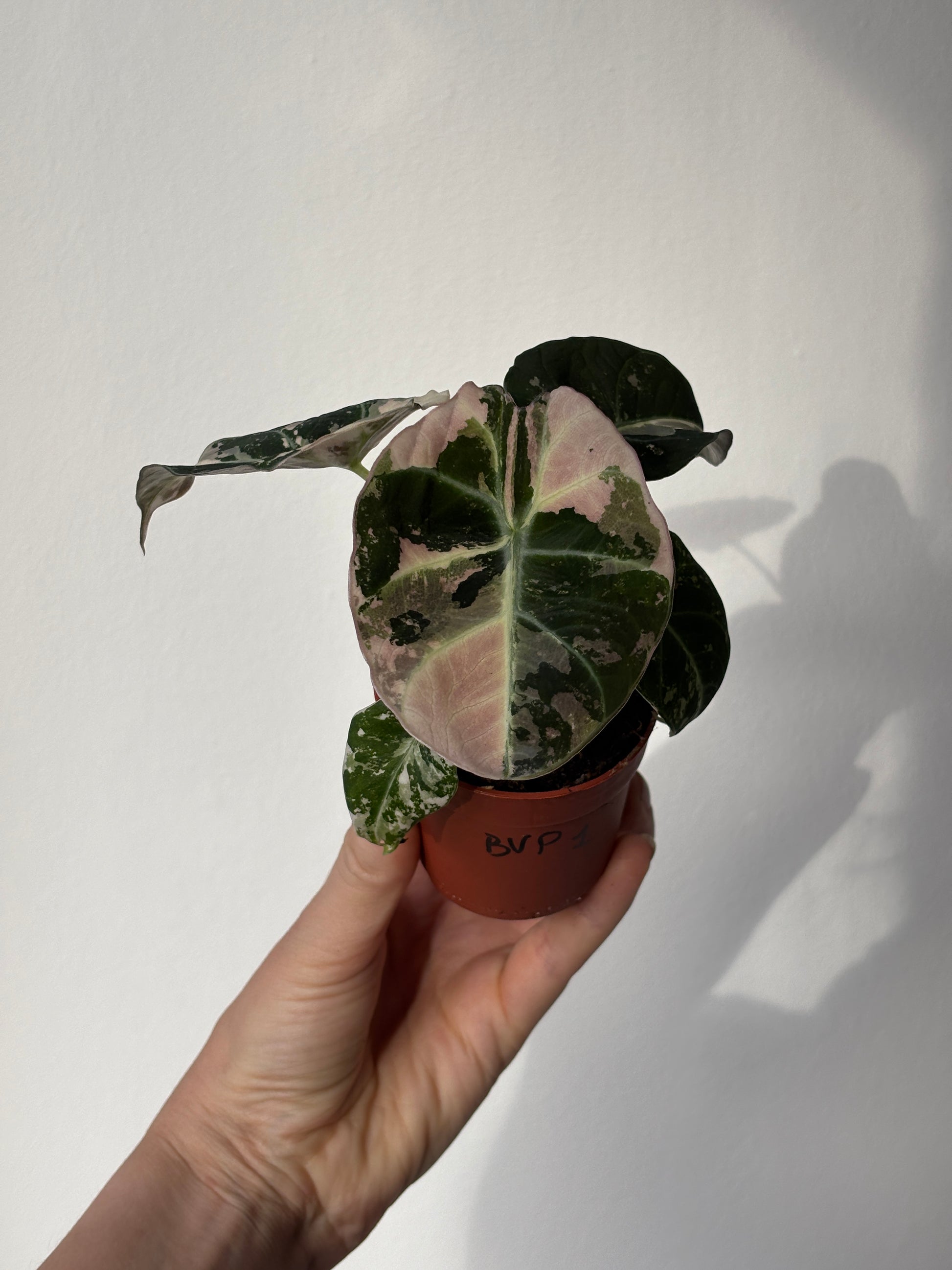 Alocasia Black Velvet Pink - PLANTS WITH BENEFITS