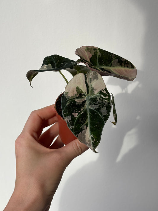 Alocasia Black Velvet Pink - PLANTS WITH BENEFITS