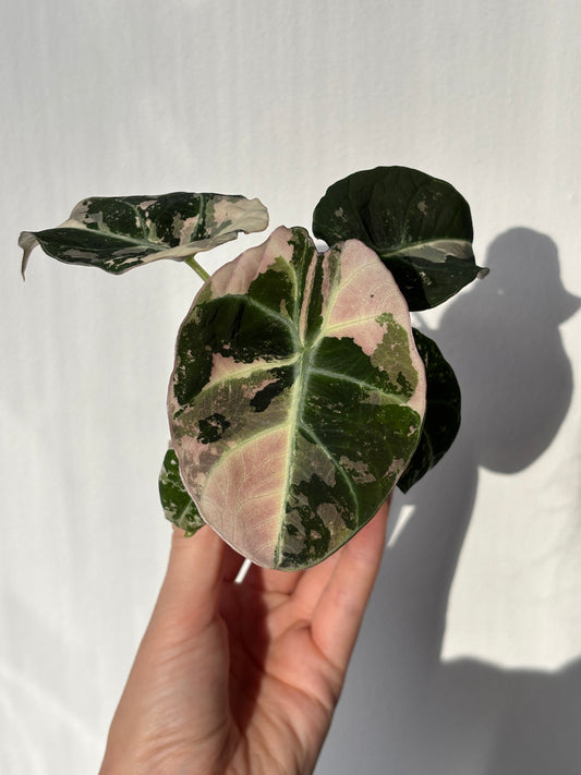 Alocasia Black Velvet Pink - PLANTS WITH BENEFITS