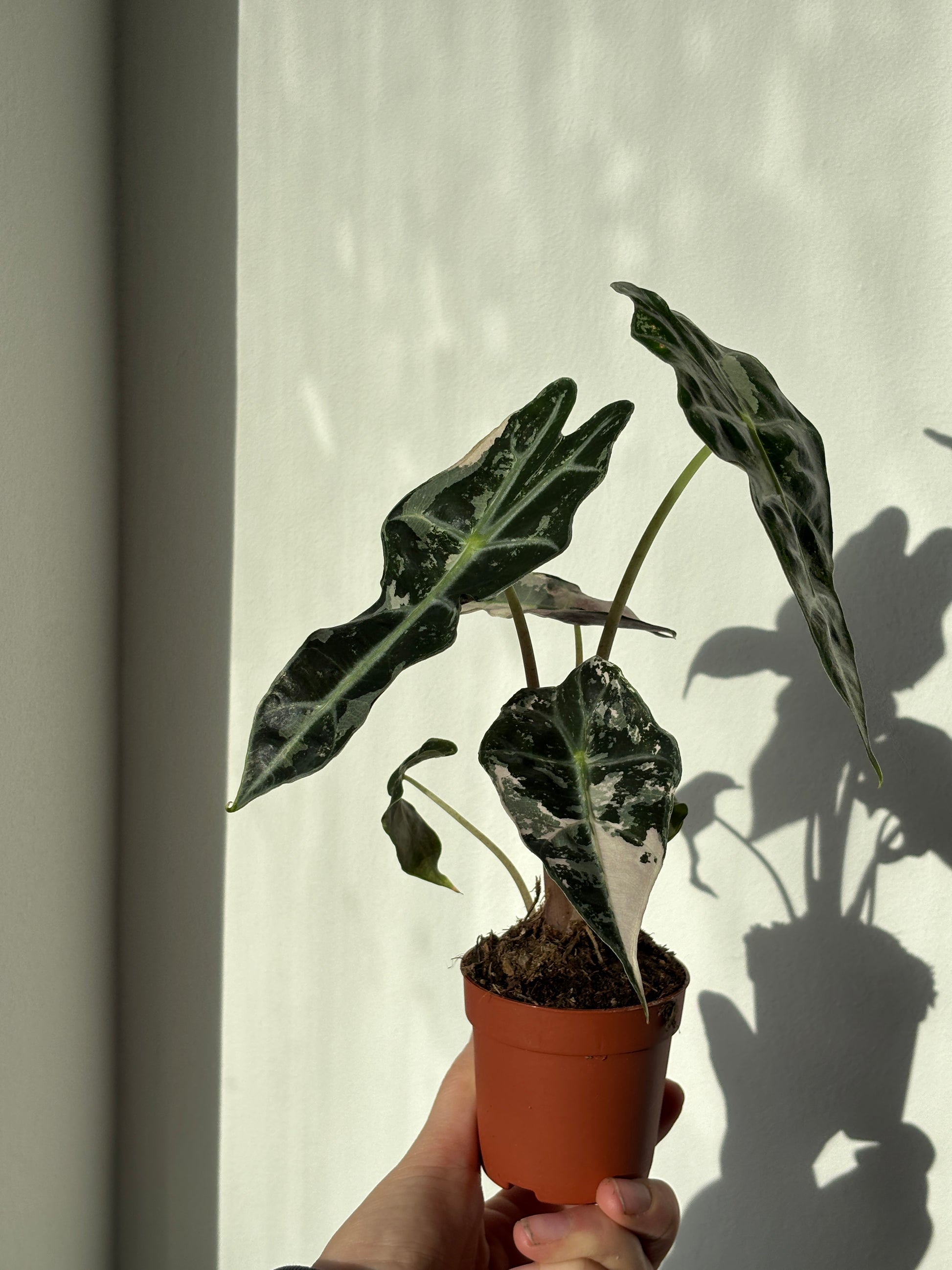 Alocasia Amazonica Pink - PLANTS WITH BENEFITS