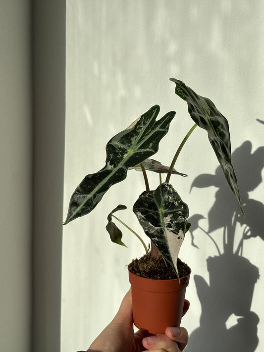 Alocasia Amazonica Pink - PLANTS WITH BENEFITS