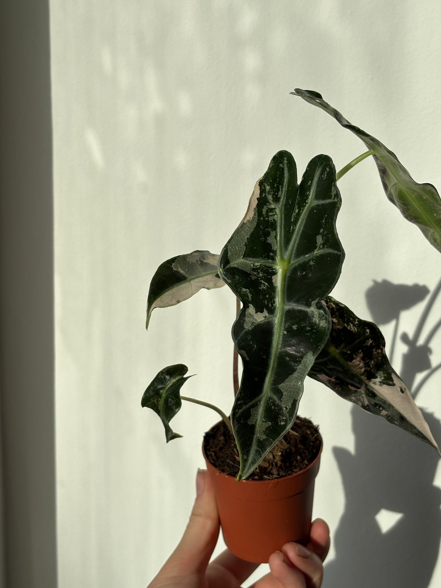 Alocasia Amazonica Pink - PLANTS WITH BENEFITS