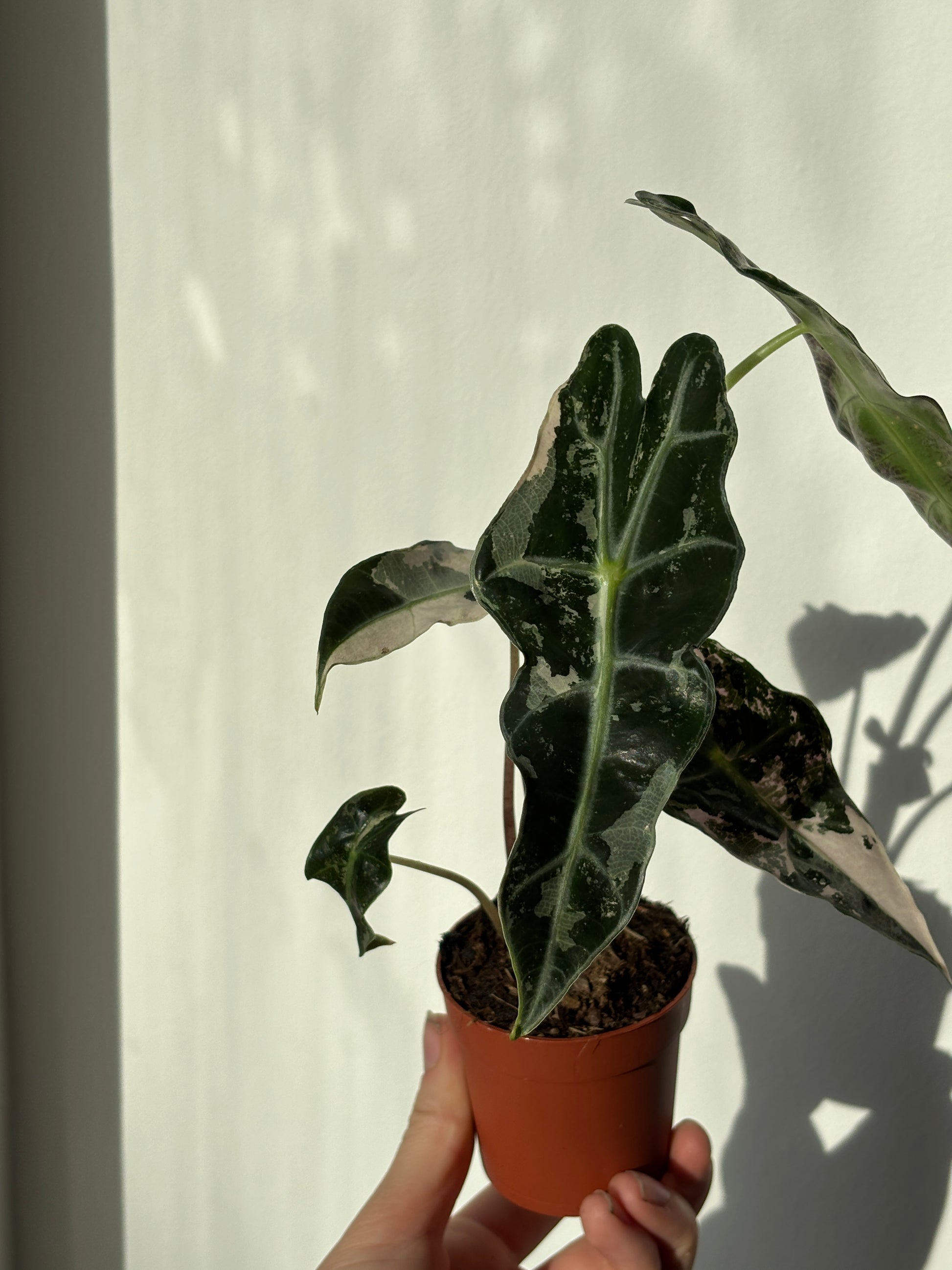 Alocasia Amazonica Pink - PLANTS WITH BENEFITS