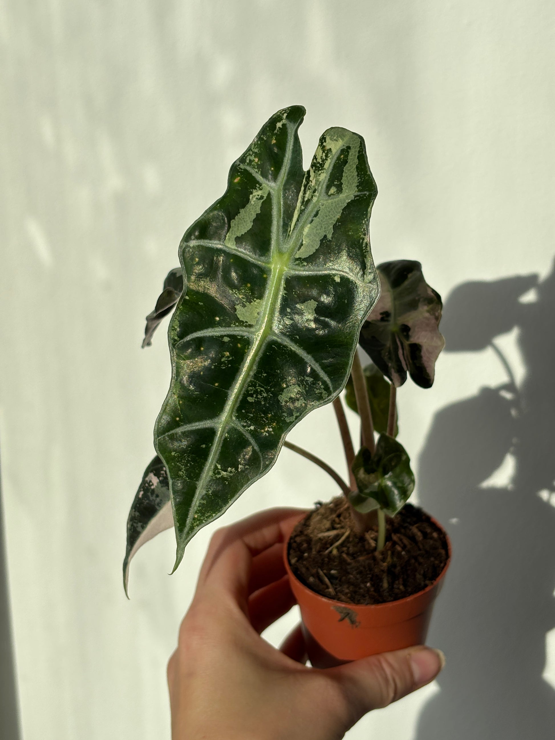 Alocasia Amazonica Pink - PLANTS WITH BENEFITS