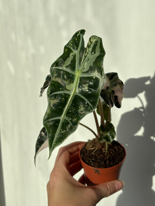 Alocasia Amazonica Pink - PLANTS WITH BENEFITS