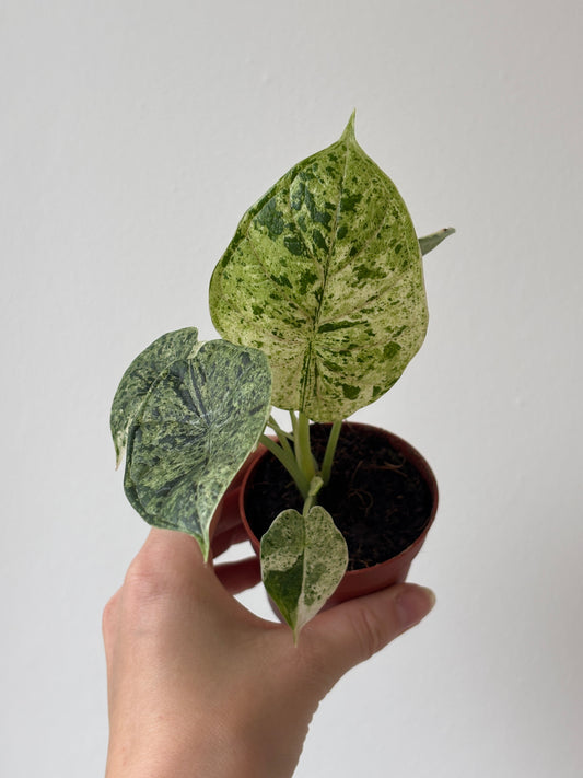 Alocasia Dragon Scale Mint - PLANTS WITH BENEFITS