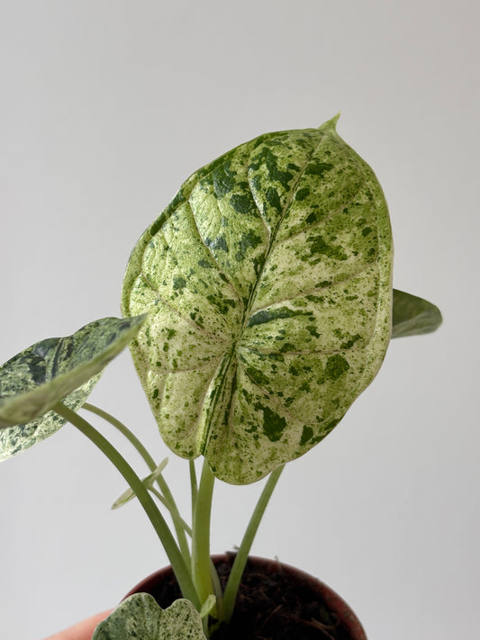 Alocasia Dragon Scale Mint - PLANTS WITH BENEFITS