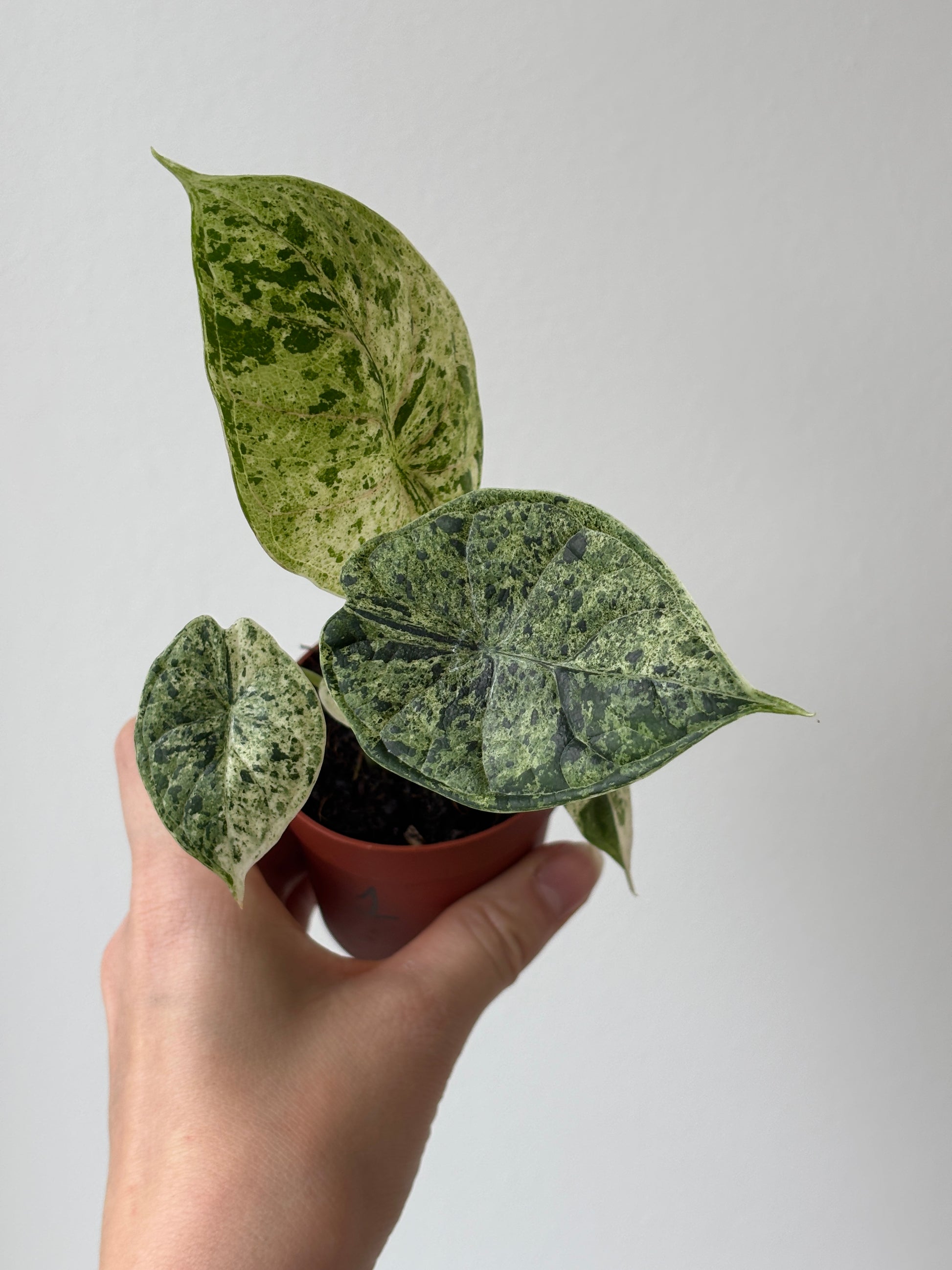 Alocasia Dragon Scale Mint - PLANTS WITH BENEFITS