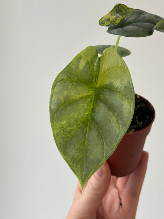 Alocasia Silver Dragon Aurea - PLANTS WITH BENEFITS