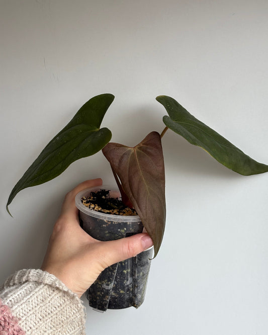 Anthurium Papillilaminum 'Ree Gardens' x sp. Napo - PLANTS WITH BENEFITS