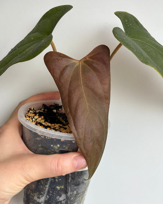 Anthurium Papillilaminum 'Ree Gardens' x sp. Napo - PLANTS WITH BENEFITS