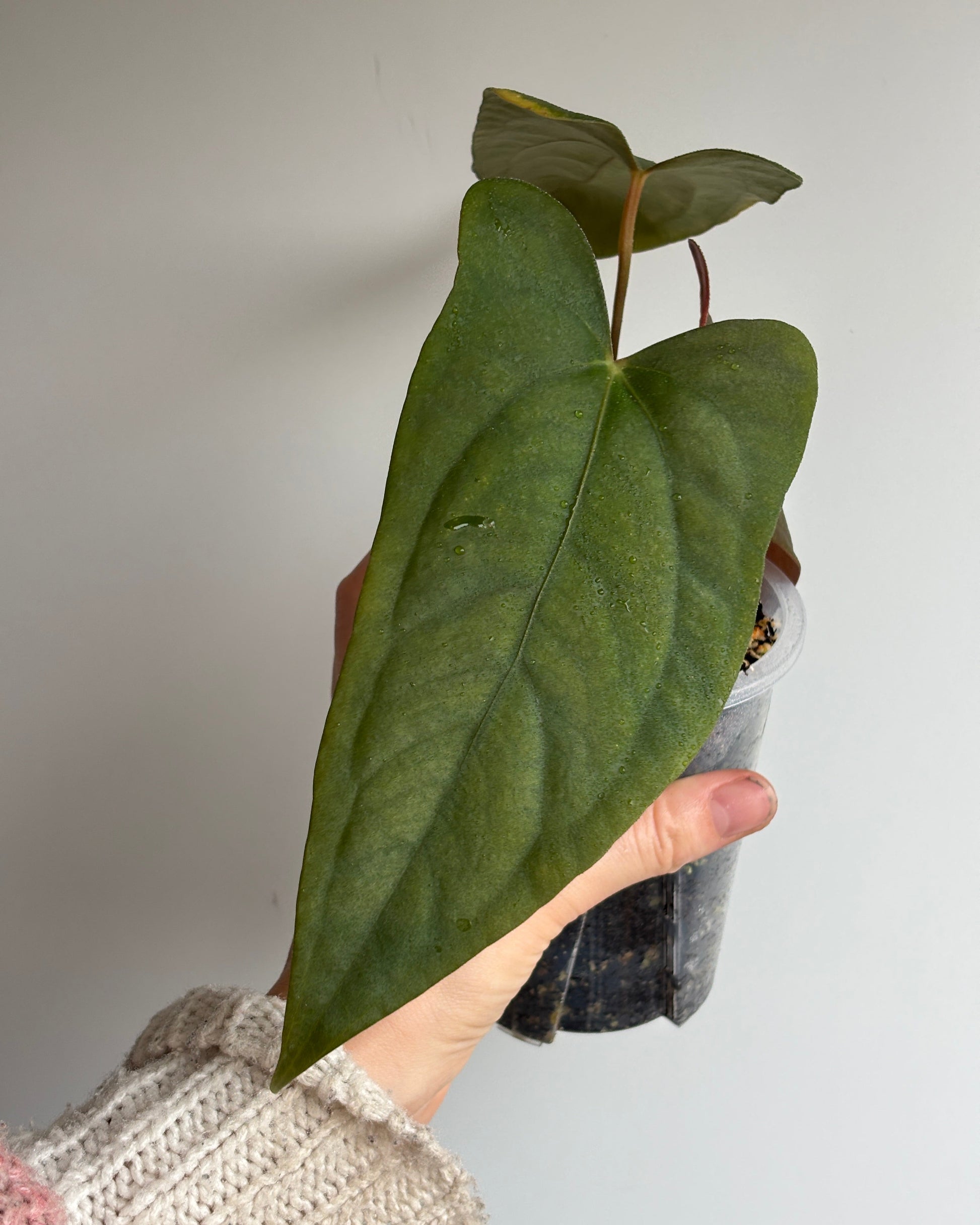 Anthurium Papillilaminum 'Ree Gardens' x sp. Napo - PLANTS WITH BENEFITS