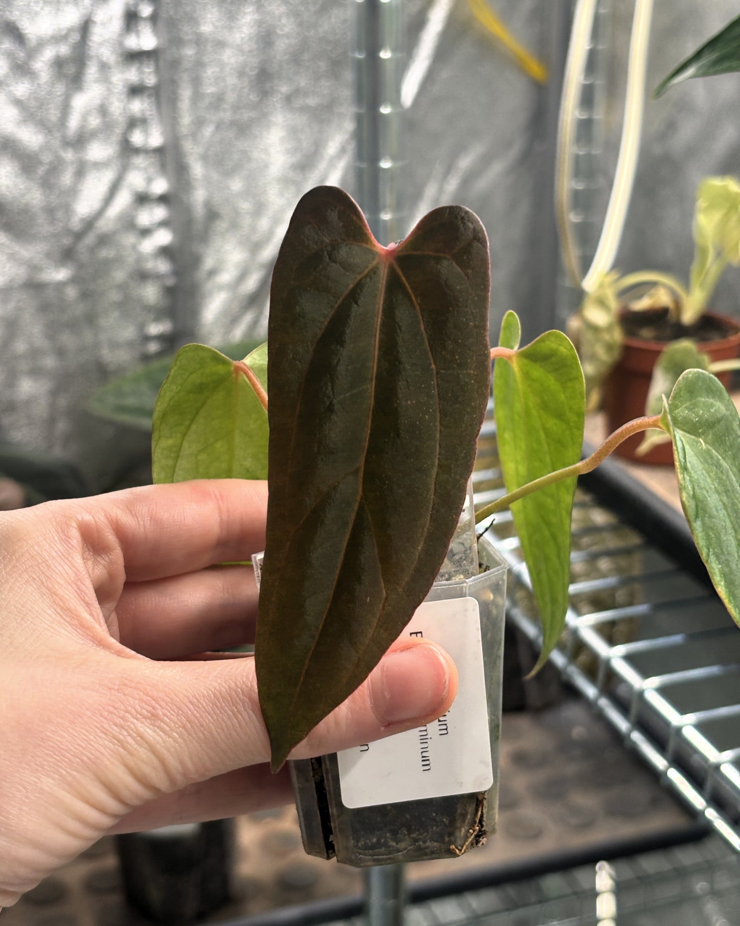 Anthurium Blue Papillilaminum x Red Vein Dark Phoenix (RVDP)