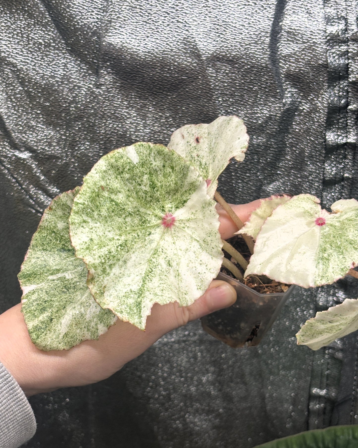 Begonia Rouge Variegated