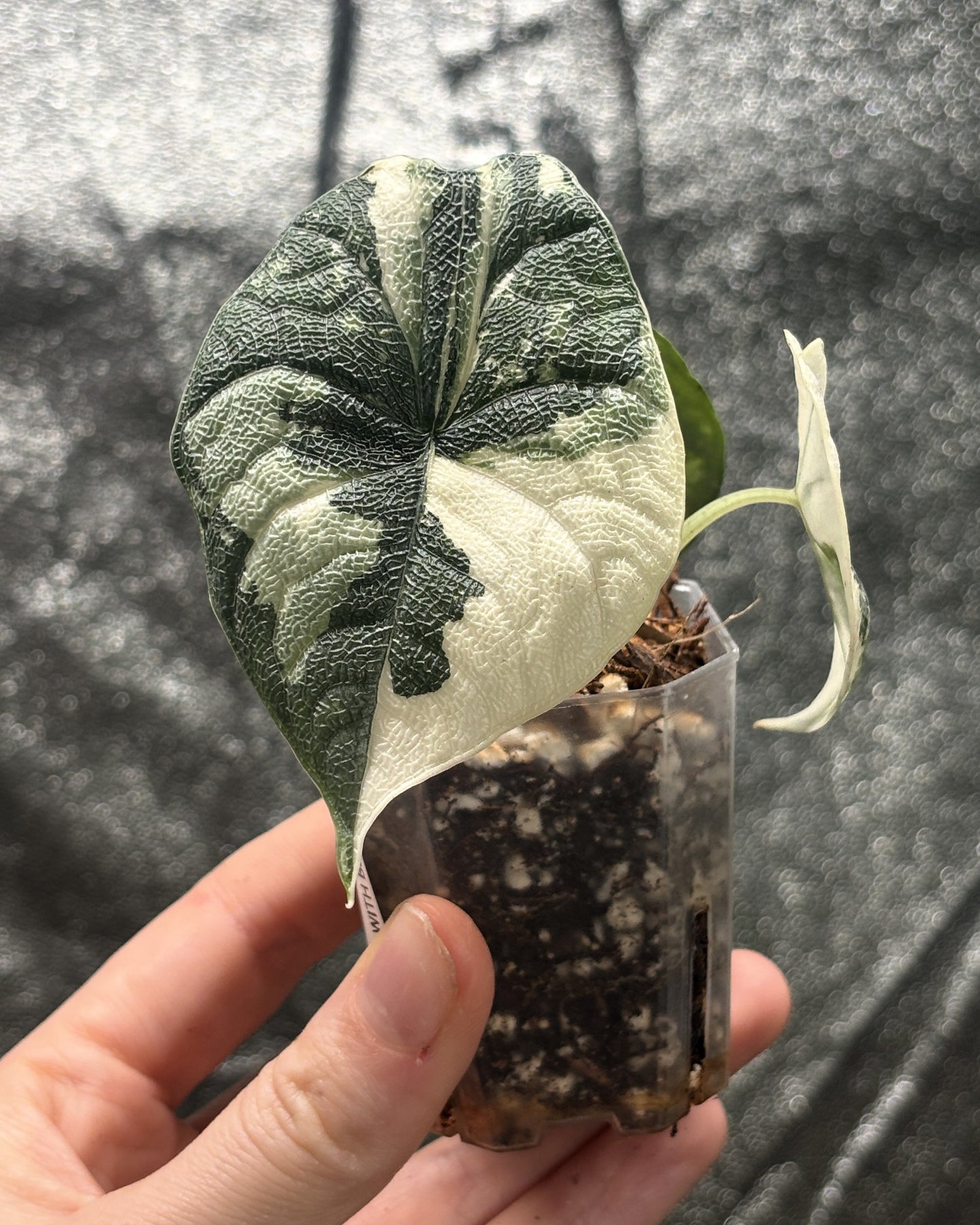 Alocasia Melo Albo