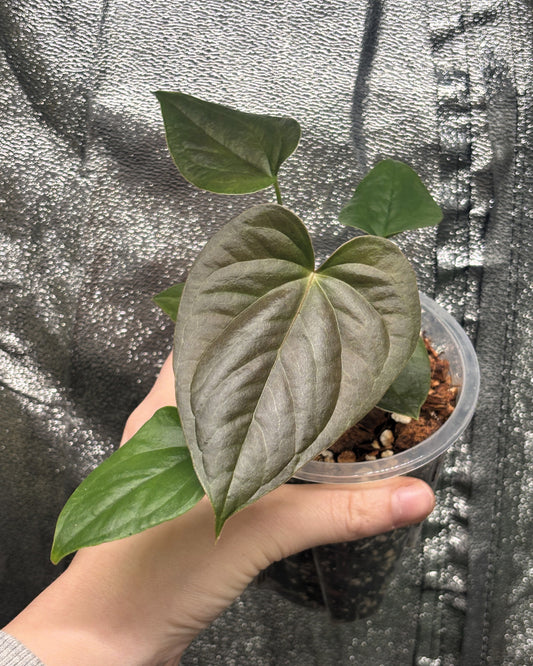 Anthurium Red Beauty
