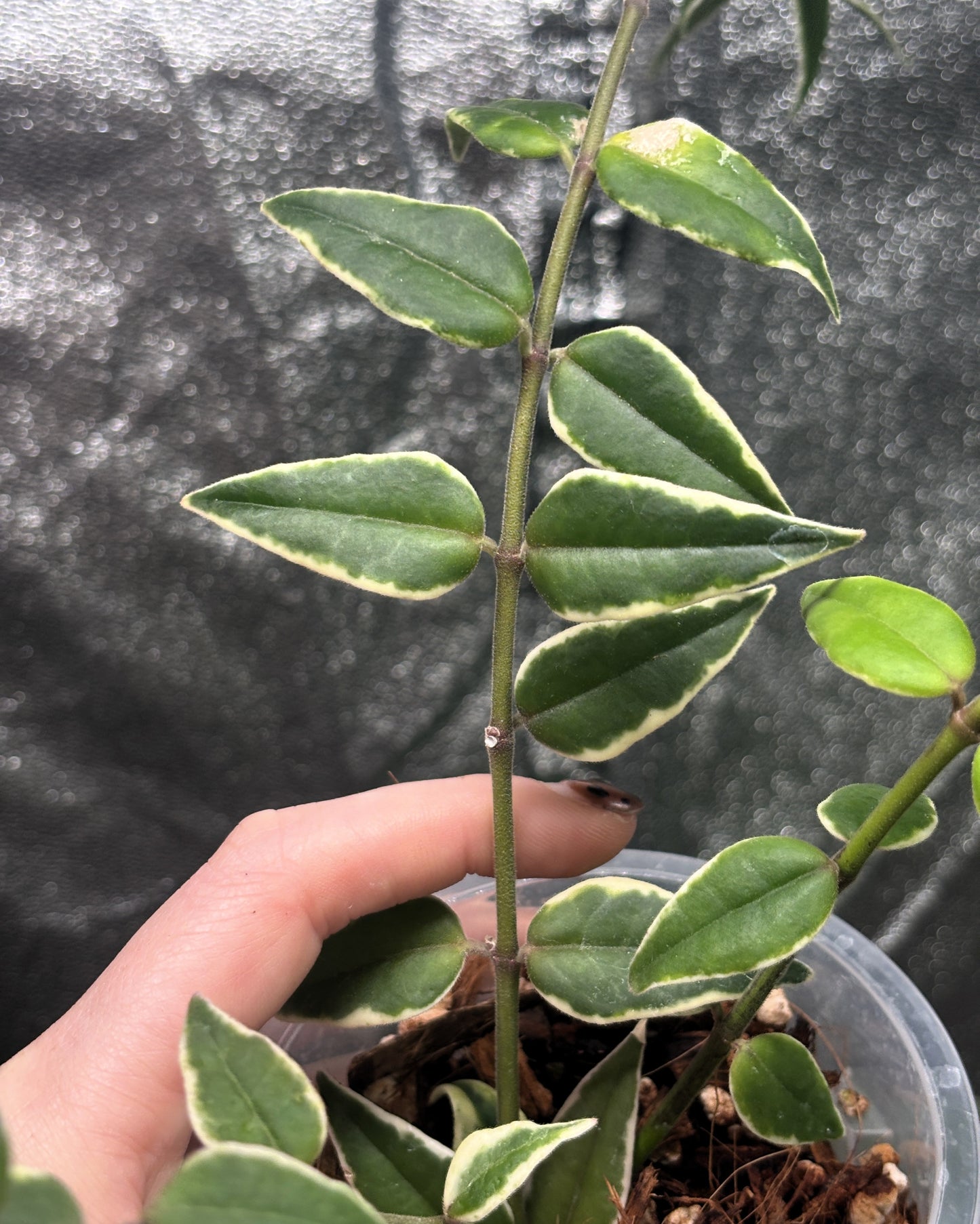 Hoya Bella 'Anneke Buis'