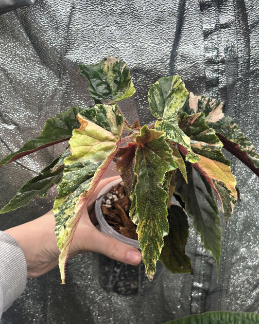 Begonia Ginny Galaxy Variegated