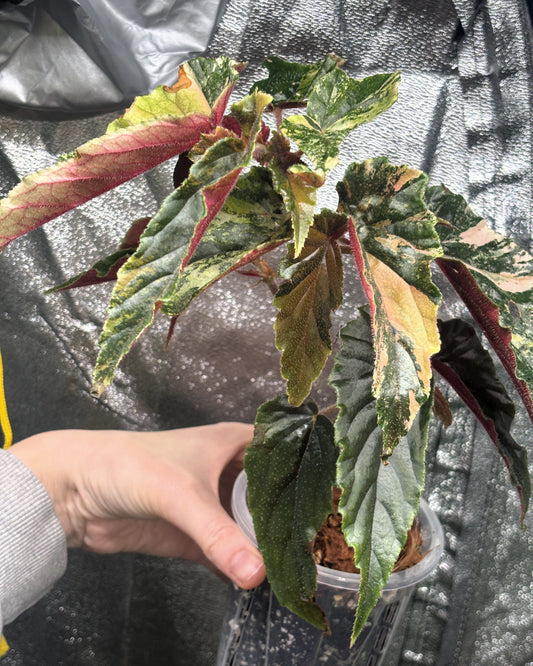 Begonia Ginny Galaxy Variegated