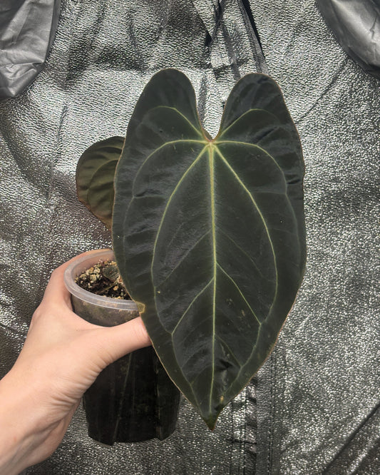 Anthurium Fort Sherman