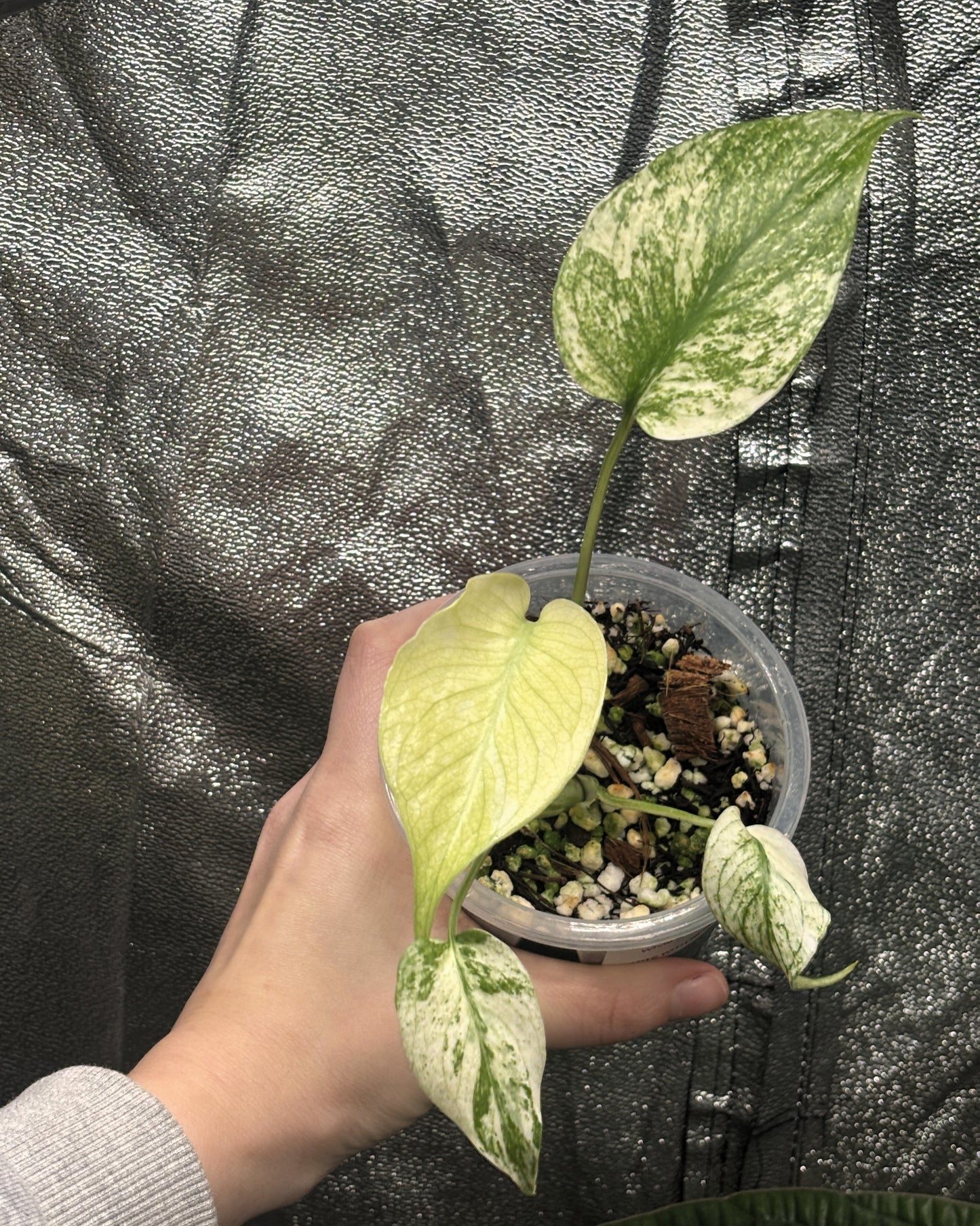 Monstera White Monster