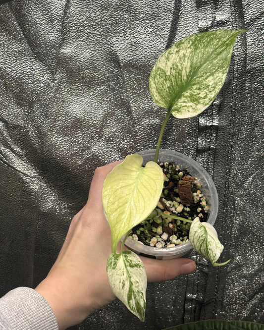 Monstera White Monster